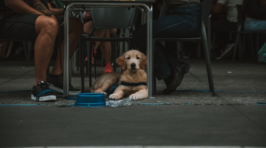 dog friendly brewery